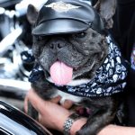 BikeFest novelty dog show